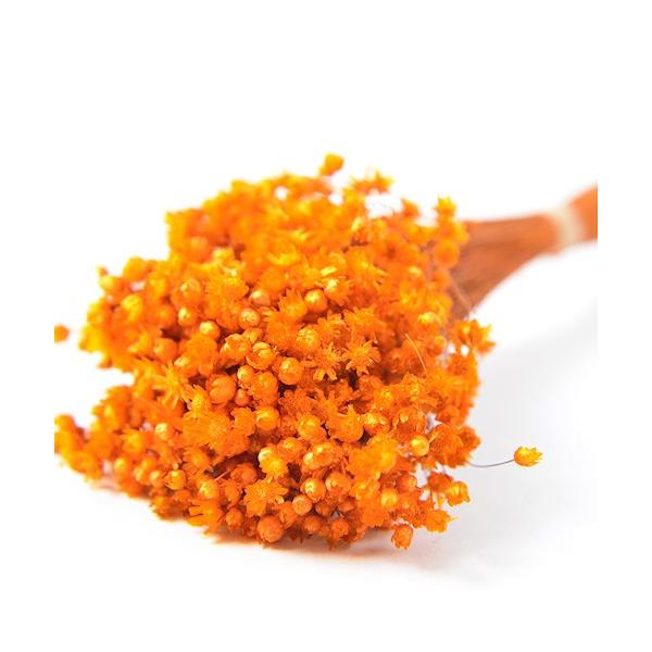 【商品番号：075-00487】/【VAR：52304】4543567860756/20180626new/bk-1108/bk-3016ドライフラワー花材 スターフラワー