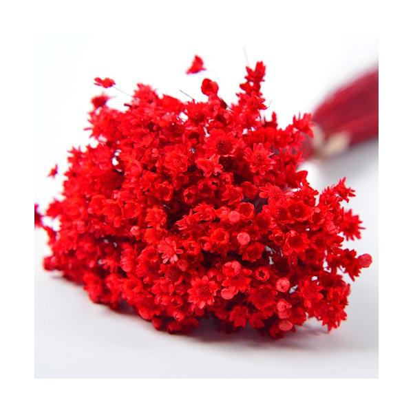 【商品番号：075-00488】/【VAR：52304】4543567860763/20180626new/15px-007/bk-3016ドライフラワー花材 スターフラワー