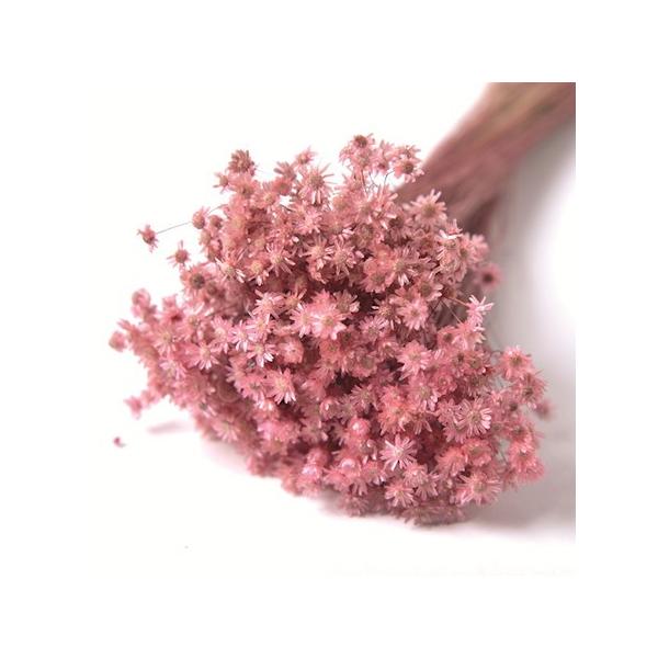 【商品番号：075-00491】/【VAR：52304】4543567860619/20180626new/bk-1108/bk-2108/bk-3016ドライフラワー花材 スターフラワー