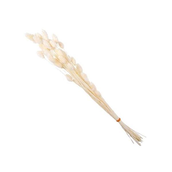 【商品番号：075-00496】/【VAR：52306】4543567860817/20180626new/bk-1108/tsukigawariドライフラワー花材 ポアプランツ