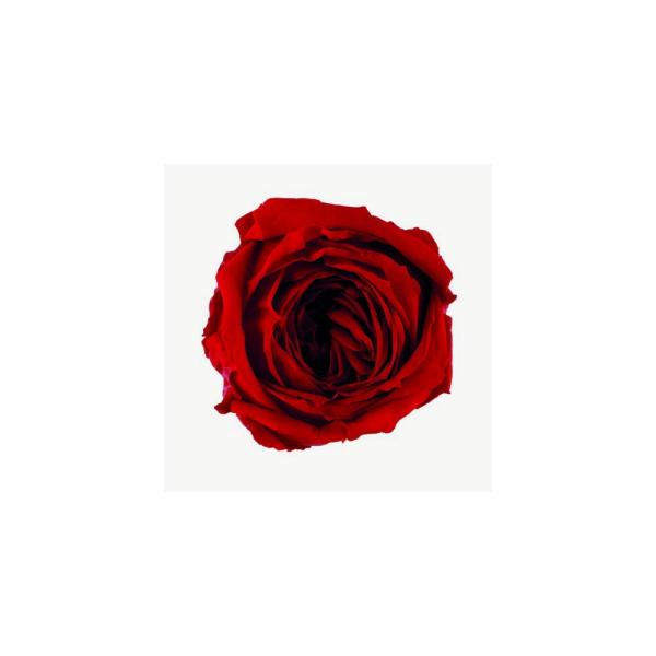 �v���U�[�u�h �t���[���G�o�[ �K�[�f�����[�Y �L���T���� 8�� �`�F���[���b�h FL504-05 �v���U�[�u�h�t�����[�ԍ� �o�� ���[�Y
