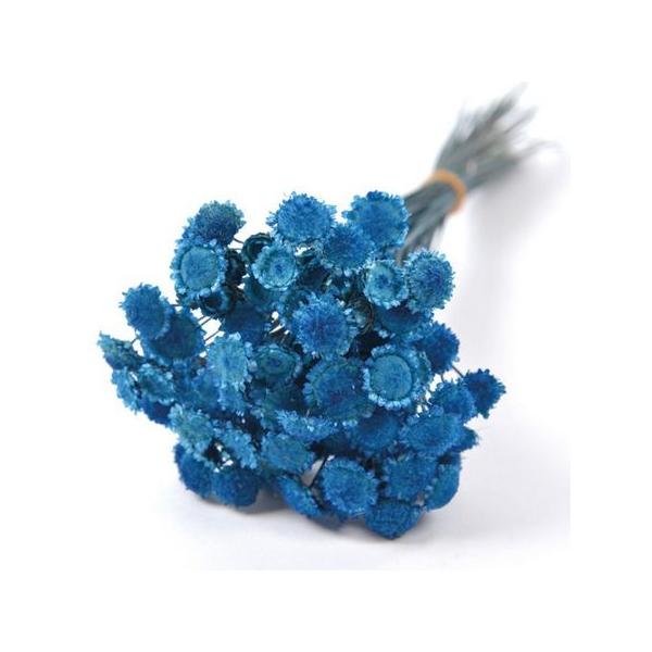 【商品番号：075-00672】/【VAR：59568】20190730newドライフラワー花材 マルガリータ【フロールエバー】