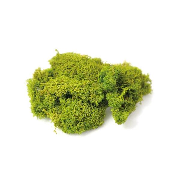 【商品番号：075-01039】/【VAR：77131】20230704new/color20230919/プラスフラワープリザーブドグリーン モス・苔【フロールエバー】