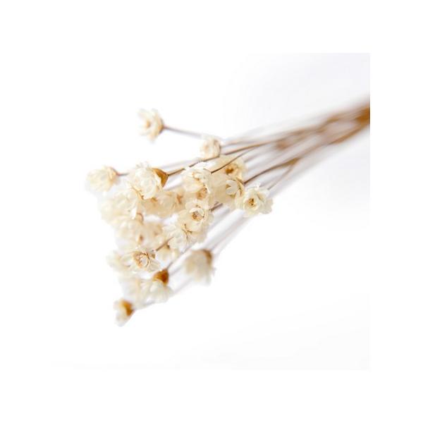 【商品番号：075-01064】/【VAR：77129】date20231205/プラスフラワードライフラワー花材 スターフラワー【フロールエバー】