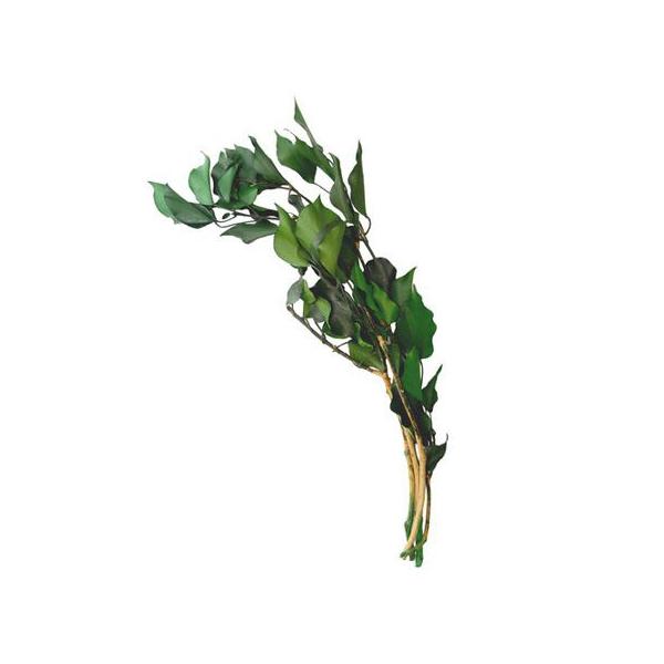 【商品番号：075-01167】/【VAR：】date20241228プリザーブドグリーン 葉物