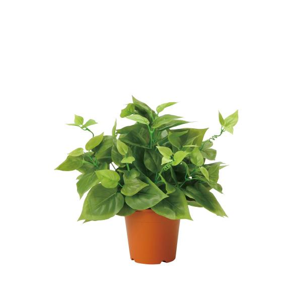 観葉植物初心者応援⭕️ 楽天市場】ディズニーストア（観葉植物｜花・観葉植物）：花