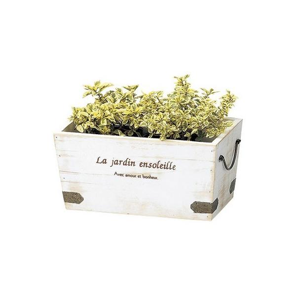 Aؔ  Paseo Ebhv^[ r WD-12WH 3 K[fjO |pi t[|bg ؐ