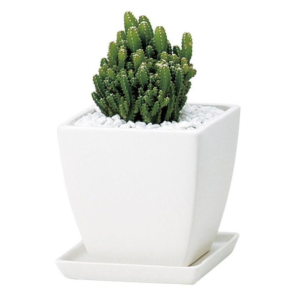 Aؔ  Paseo Z~bNv^[ JT-09-11WH 3 K[fjO |pi t[|bg  Z~bN