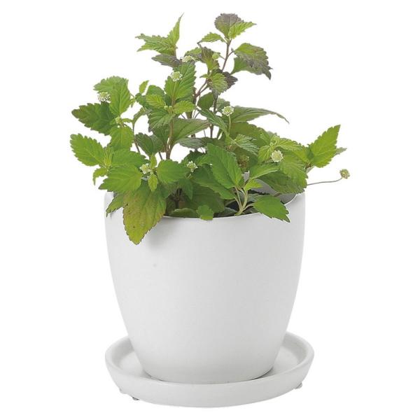 Aؔ  Paseo Z~bNv^[ JT-10-10WH 3 K[fjO |pi t[|bg  Z~bN