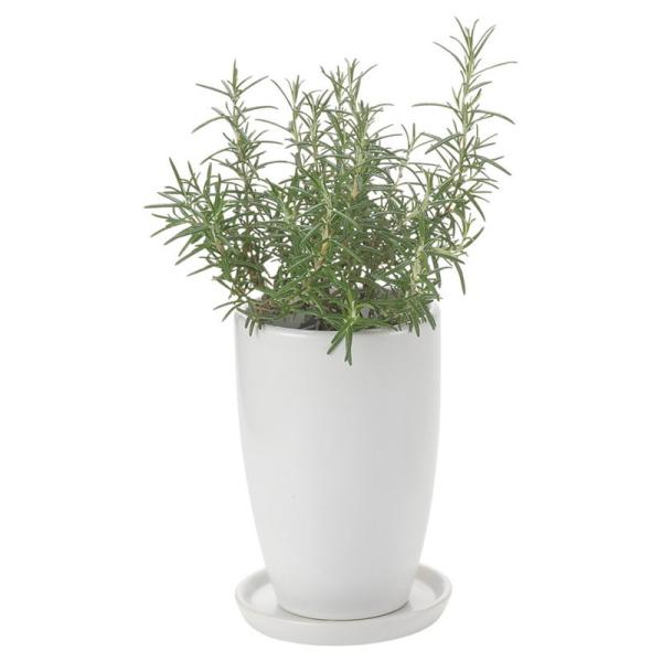 Aؔ  Paseo Z~bNv^[ JT-10-16.5WH 2 K[fjO |pi t[|bg  Z~bN