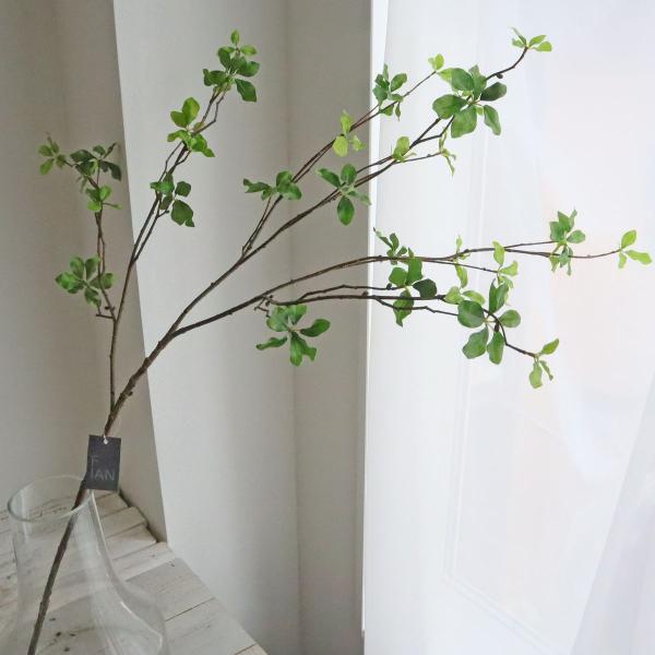 駆ける。。駆ける。。超絶品ドウダンツツジ。 駆ける。。駆ける。。超絶品ドウダンツツジ。