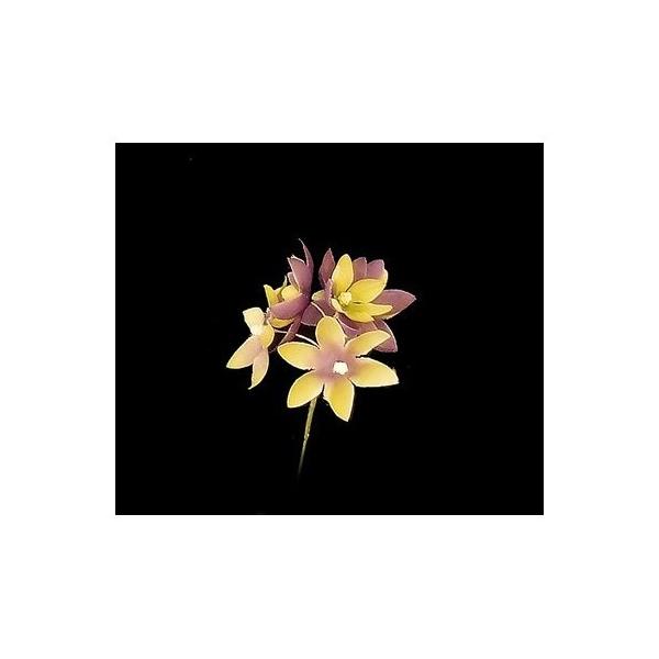 10  TZC NY-035tWA 06[u 569213  ԍށusv  z