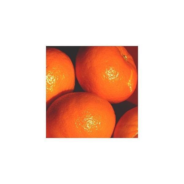 kinari tXYA}IC t[Y^WF 100ml  armf011-100ml Lhޗ Lh