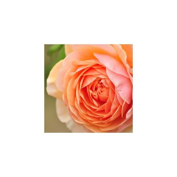 kinari YA}IC [Y 100ml  armj009-100ml Lhޗ Lh