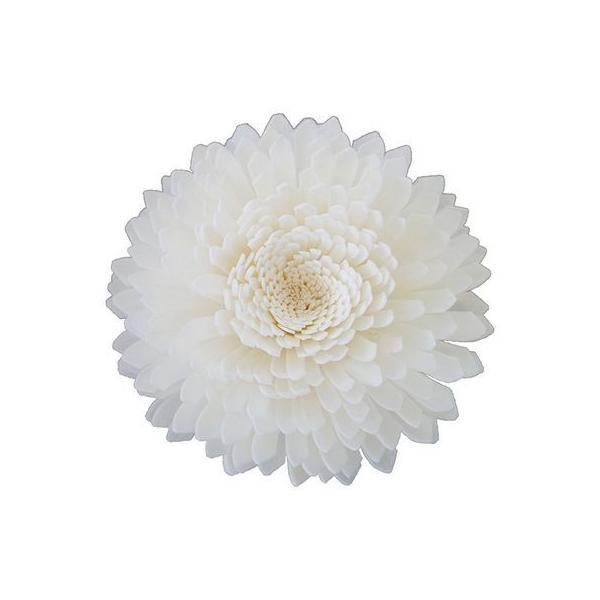 【商品番号：154-00182】/【VAR：65630】20200928new/bk-3019ソラフラワー その他ソラフラワー