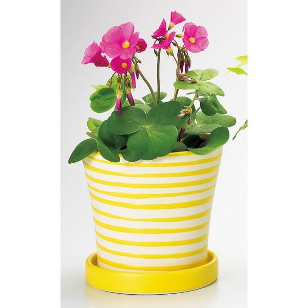 Aؔ  GC`c[I[ pXezxk CG[ H1661 6 K[fjO |pi t[|bg  Z~bN