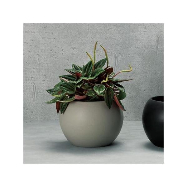 GC`c[I[ {X^|bgl O[ HT7192 6 |pi Aؔ t[|bg  Z~bN