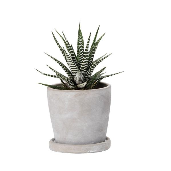 エイチツーオー セメントポット ラウンドS HH30589 植木鉢 おしゃれ