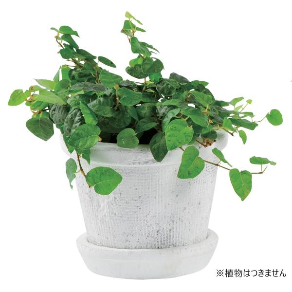 Aؔ  07 DoLABO AKx|bg11D5 zCg 64731 6 K[fjO |pi t[|bg eRb^ fĂ