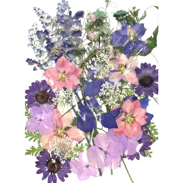 【商品番号：169-00003】/【VAR：】20190701new/bk-2002/bk-3007ドライフラワー花材 押し花