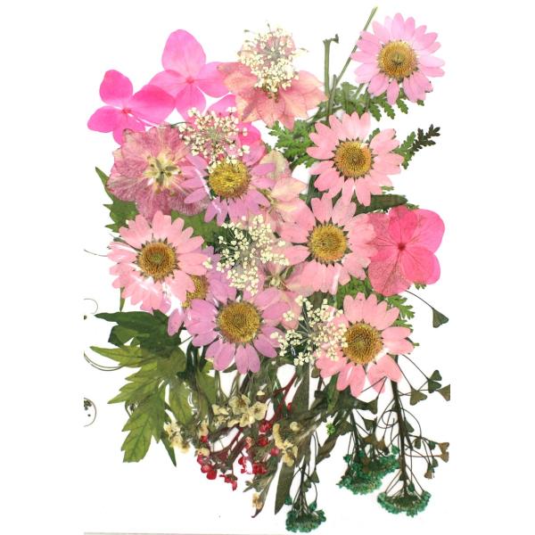 【商品番号：169-00004】/【VAR：】20190701new/bk-2002/bk-3007ドライフラワー花材 押し花