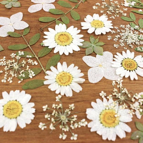 【商品番号：169-00040】/【VAR：】20191001new/bk-2002/bk-3007ドライフラワー花材 押し花