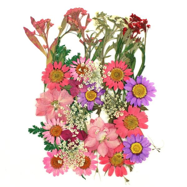 【商品番号：169-00042】/【VAR：】20191001new/bk-2002/bk-3007ドライフラワー花材 押し花