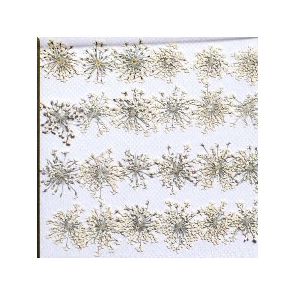 【商品番号：169-00084】/【VAR：67546】20200221new/bk-3007ドライフラワー花材 押し花