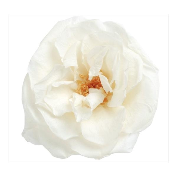 【商品番号：178-00059】/【VAR：】//02412-001/4988489138277/biridal_kikaku-22/P17haha-003/psum-011/psum-028/bk-0022/17love002/16ha_...