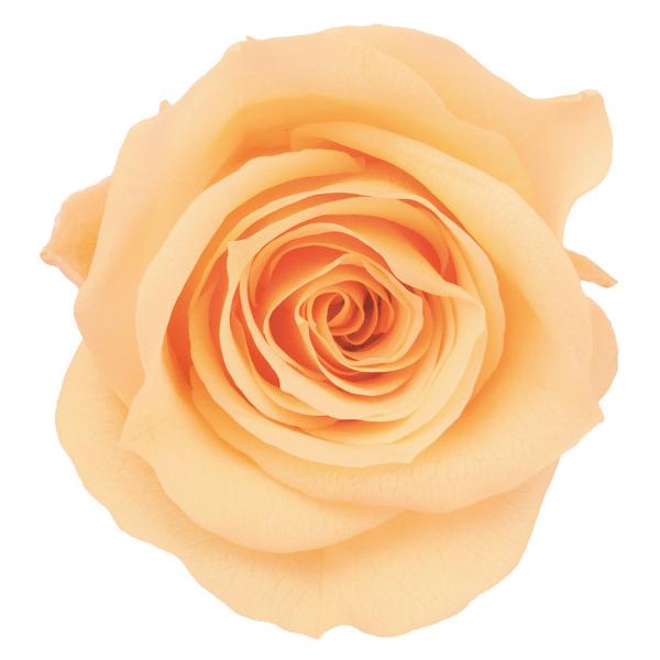 【商品番号：178-00223】/【VAR：4541】03840-361/4988489198608/aki_drypuri2015_008/psum-006/bk-0021/18hwdp1/bk-2021/hahanohi/76-3840...