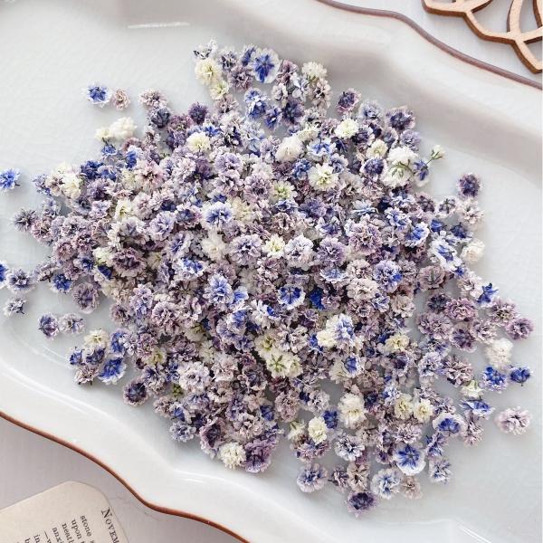 【商品番号：185-00046】/【VAR：67595】date20230830/bk-4006ドライフラワー花材 カスミ草【m flowers】