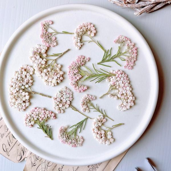 【商品番号：185-00106】/【VAR：81308】date20240401ドライフラワー花材 押し花【m flowers】