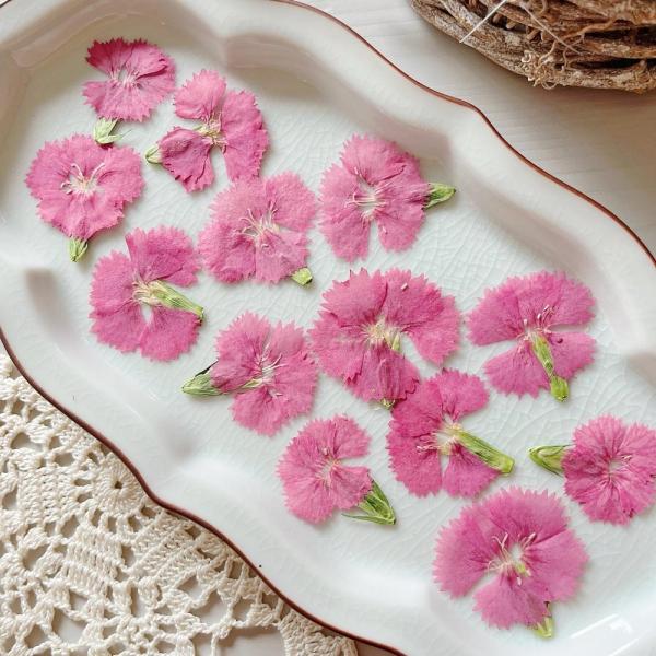 【商品番号：185-00179】/【VAR：81410】date20241125ドライフラワー花材 押し花