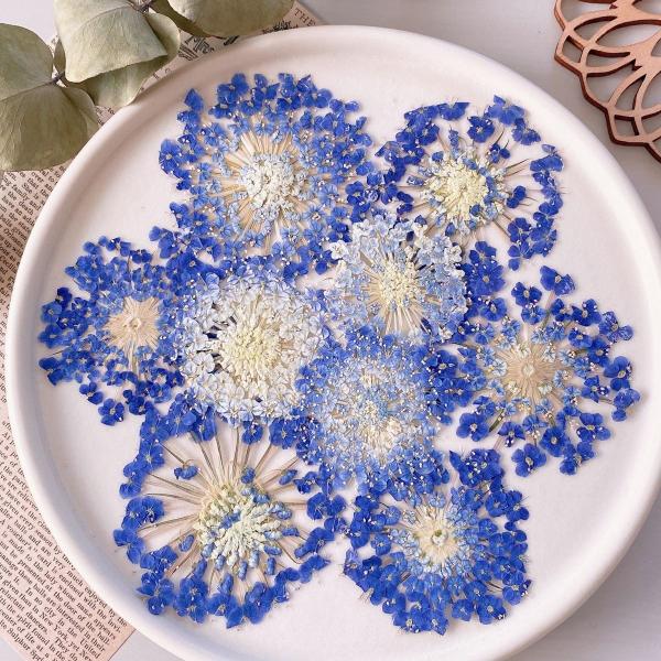 【商品番号：185-00196】/【VAR：】date20250110ドライフラワー花材 押し花