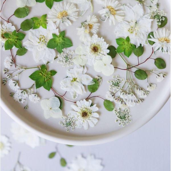 【商品番号：185-00207】/【VAR：】date20250307ドライフラワー花材 押し花