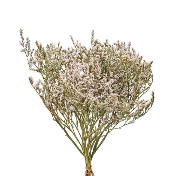 【商品番号：235-00028】/【VAR：77101】20210316new/bk-3016ドライフラワー花材 タタリカ【コアトレーディング】