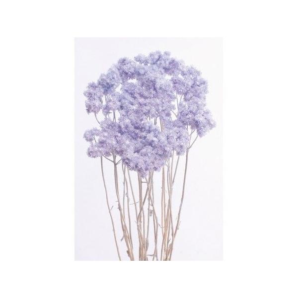 【商品番号：235-00051】/【VAR：4486】20210316newドライフラワー花材 その他ドライフラワー