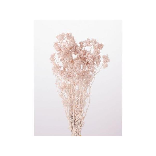 【商品番号：235-00054】/【VAR：4486】20210316new/milkypinkドライフラワー花材 その他ドライフラワー