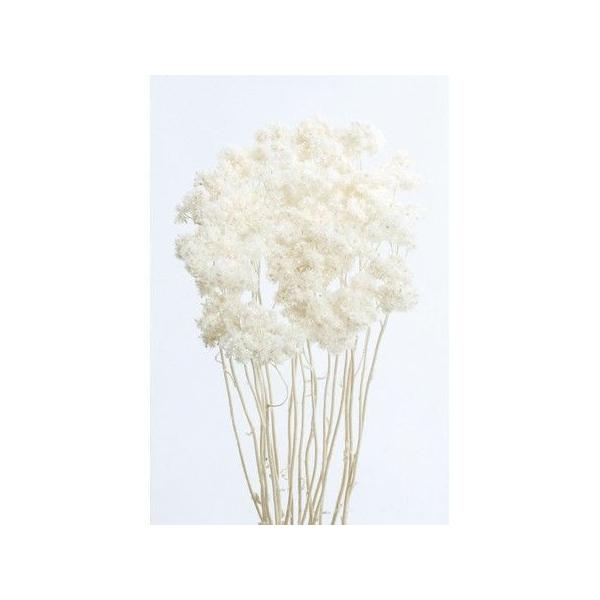 【商品番号：235-00055】/【VAR：4486】20210316newドライフラワー花材 その他ドライフラワー