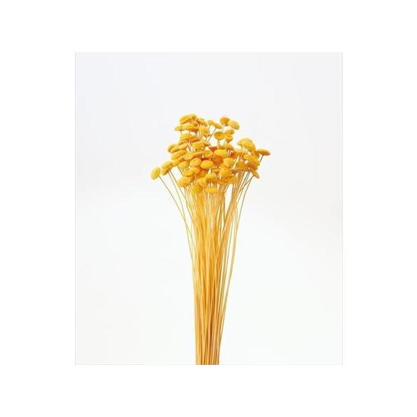 【商品番号：235-00116】/【VAR：65606】20210316new/bk-3016ドライフラワー花材 ボタンフラワー