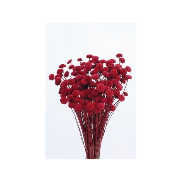 【商品番号：235-00117】/【VAR：65606】20210316new/15px-007/bk-3016ドライフラワー花材 ボタンフラワー