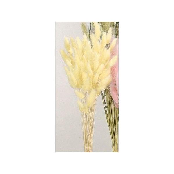 【商品番号：235-00145】/【VAR：65612】20210316new/bk-3016ドライフラワー花材 ラグラス