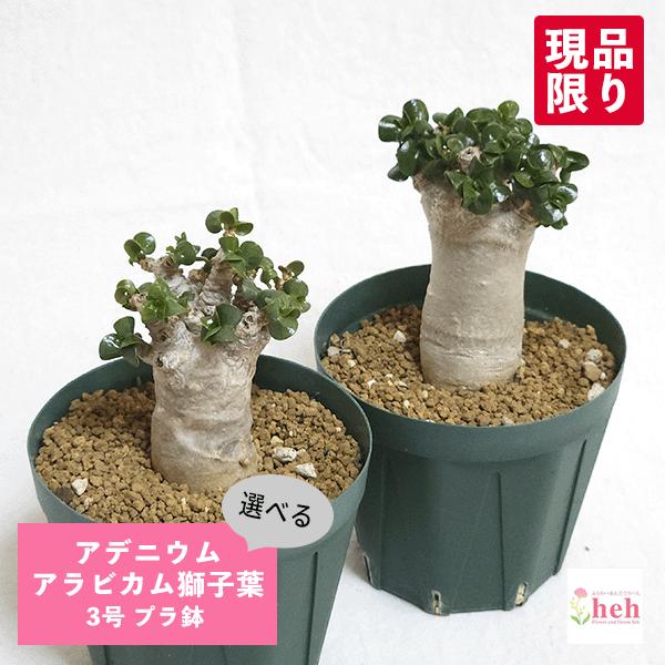 アデニウム アラビカム 獅子葉 3号鉢の魅力と育て方