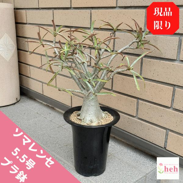 メーカー包装済 New ソマレンセ 5 5 プラ鉢 アデニウム 塊根 観葉 多肉 植物 送料無料 インテリア 種類 現品 コーデックス プレゼント 新品 Geolandscapes Com Au