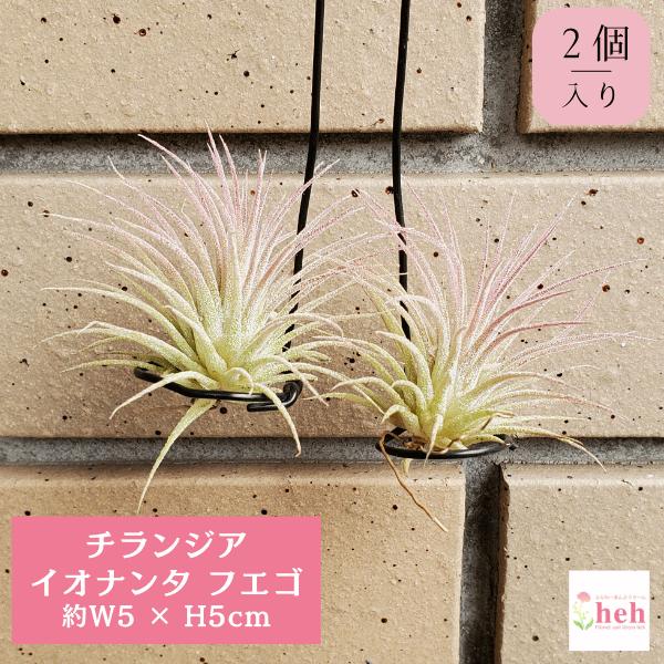 2個セット イオナンタ フエゴ エアープランツ チランジア 観葉 多肉 植物 インテリア 送料無料 プレゼント 吊り下げ 種類 Ap Inf ふらわーあんどぐりーんheh Y 通販 Yahoo ショッピング