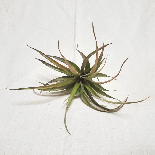 カピタータ レッド チランジア エアープランツ 観葉 多肉 植物 インテリア 送料無料 オシャレ 吊り下げ 種類 プレゼント Ap Kptr ふらわーあんどぐりーんheh Y 通販 Yahoo ショッピング