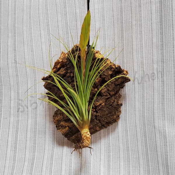 メラノクラテル トリコロール コルクアート エアープランツ チランジア 観葉 多肉 植物 インテリア 送料無料 プレゼント 現品 Ap Mkt ふらわーあんどぐりーんheh Y 通販 Yahoo ショッピング