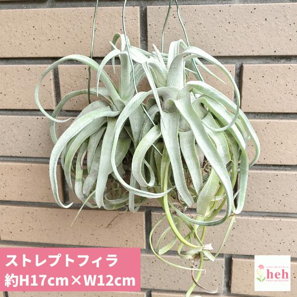 エアプランツ プレゼントの人気商品 通販 価格比較 価格 Com