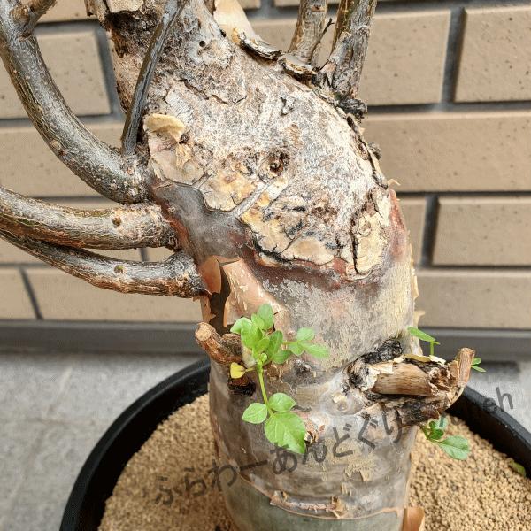 珍品 ファガロイデス 7 0 プラ鉢 ブルセラ属 観葉 多肉 塊根 植物 送料無料 現品 種類 希少種 大型 コーデックス Bs Frs70 ふらわーあんどぐりーんheh Y 通販 Yahoo ショッピング