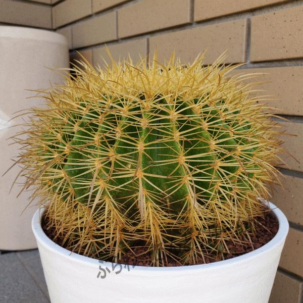 人気が高い B級品 金鯱 8 0 セラアート鉢 B級品 サボテン エキノカクタス属 観葉 多肉 植物 現品 訳あり 変形 変色 高い品質 Www Muslimaidusa Org